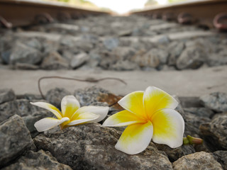 Two plumeria flower on old railway