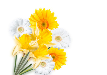Gerber Daisy,narcissus isolated on white background