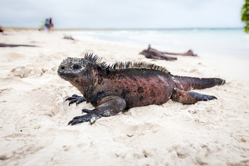 Galapagos with marine iguana