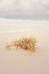 Sea plant at costal beach