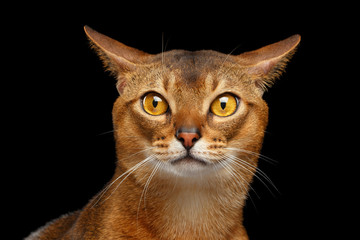 Obraz premium Closeup Portrait of curiosity Abyssinian cat Isolated on black