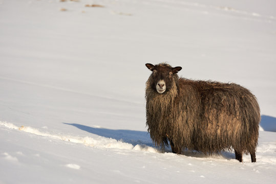 iceland sheep in snow