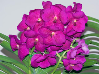 Vanda 'Somsri Pretty' hybrid orchid