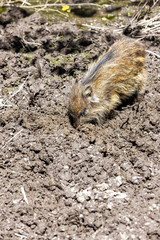 wild boar, Bialowieski national park, Podlaskie Voivodeship, Pol