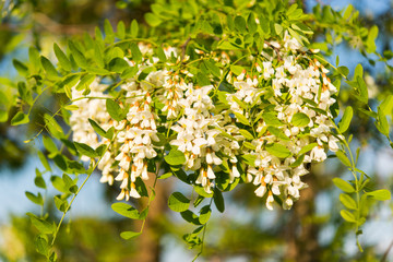 Acacia tree blossoms