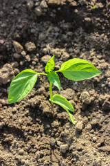 seedling