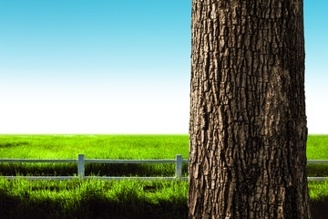 tree trunk closeup