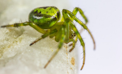 Aranha verde.