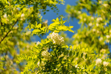 Acacia tree blossoms