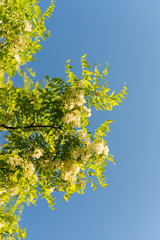Acacia tree blossoms