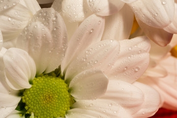 Obraz premium Chamomile Close Up