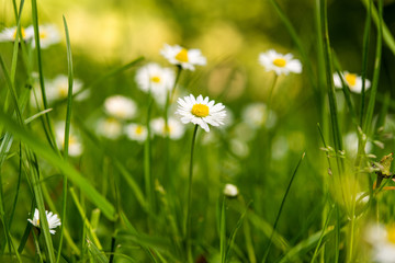 daisy flowers growing in a meadow