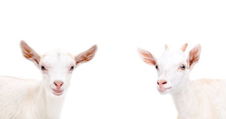 Obraz premium Portrait of two cute goat