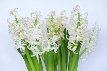 White hyacinth bulbs in bloom