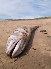 European Conger eel washed up dead on a sandy beach.