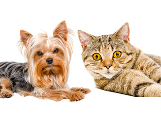 Portrait of Yorkshire terrier and cat Scottish Straight