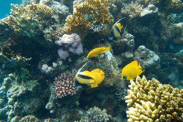 Fototapeta na wymiar coral colony on a reef