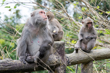 Formosan macaques look into the distance