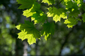 Fototapeta na wymiar Sunny Green Maple Leaves