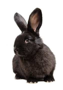 Adorable Black Rabbit 