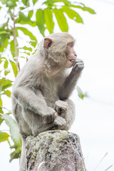 Formosan macaques are eating peanut
