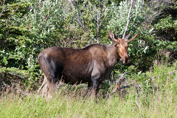 Spike fork moose