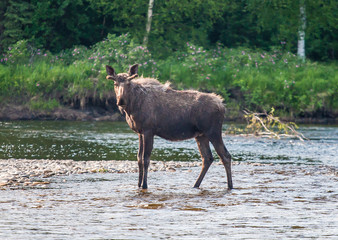 Moose in the Chena River