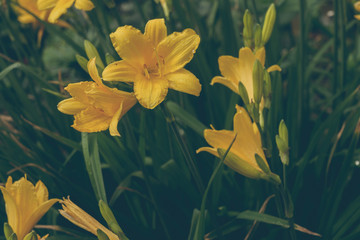 Yellow Lily in the Garden