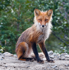 Red fox gaze