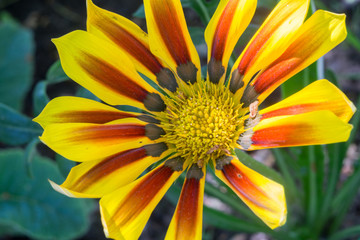 Yellow Red Flower in the Garden