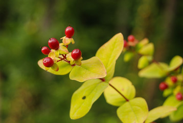 frutti (capsule) di Erba di S.Giovanni  (Hypericum androsaemum)