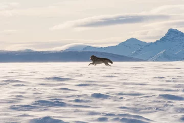Plaid mouton avec motif Loup Loup de la toundra d& 39 Alaska