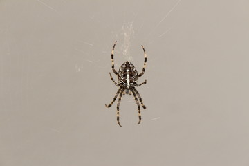 "European Garden Spider" (or Diadem Dpider, Cross Spider, Crowned Orb Weaver) in Hard, Vorarlberg, Austria. Its scientific name is Araneus Diadematus, found in Europe and North America.