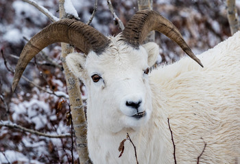 Dall sheep in Denali National Park