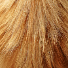 long haired red cat fur background