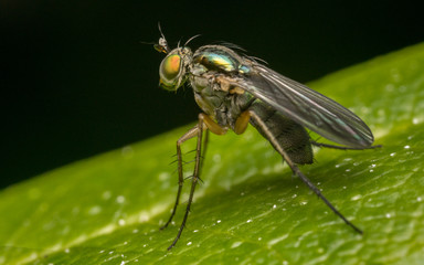 Macro photo of a Dolichopodidae fly, insect
