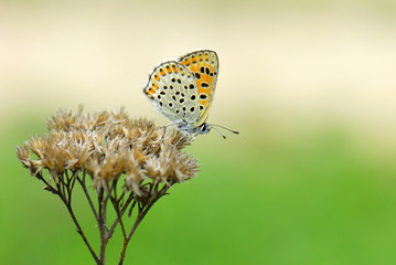 Kimse Yok mu Aşağıda