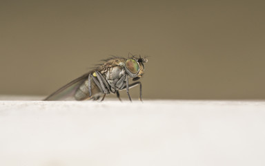 Macro photo of a Dolichopodidae fly, insect
