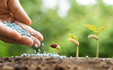 hands of a farmer giving fertilizer to young green plants / nurturing baby plant