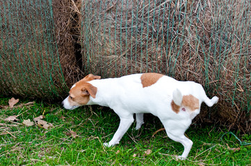 Jack Russell Terrier peeing on hay bale on a farm