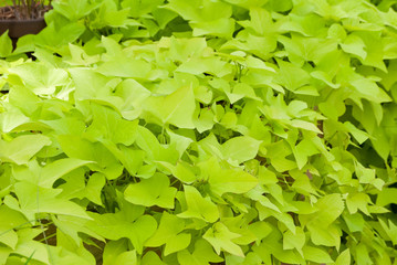 Fototapeta na wymiar Green sweet potato vines