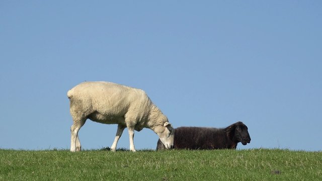 Schwarzes und wei&szlig;es Schaf auf der Wiese,  Schaf l&auml;uft davon