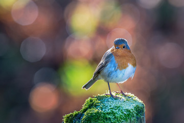 Robin with circular bokeh background