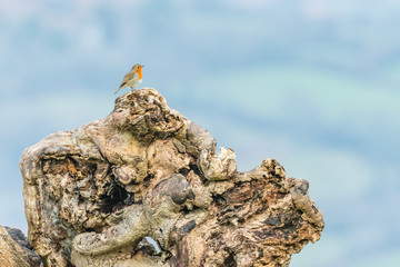 Robin perched on tree roots