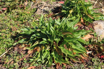 山菜のギシギシ