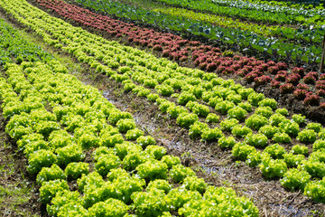 Fototapeta na wymiar cultivo de hortalizas