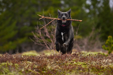 Dog playing fetch