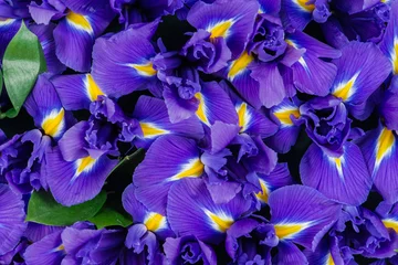 Keuken foto achterwand Iris textuur close-up van iris bloemen