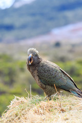 close up beautiful color feather ,plumage of kea birds with blur
