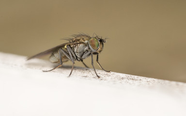 Macro photo of a Dolichopodidae fly, insect

